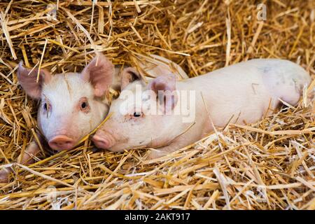 Les porcelets à un assuré la RSPCA haute ferme bien-être accrédités. Norwich. United Kingdom. Banque D'Images