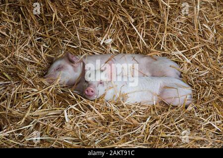 Les porcelets à un assuré la RSPCA haute ferme bien-être accrédités. Norwich. United Kingdom. Banque D'Images