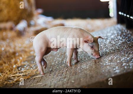 Les porcelets à un assuré la RSPCA haute ferme bien-être accrédités. Norwich. United Kingdom. Banque D'Images