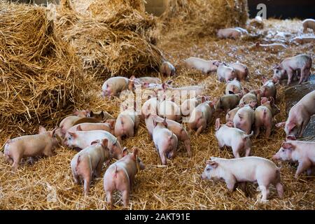 Les porcelets à un assuré la RSPCA haute ferme bien-être accrédités. Norwich. United Kingdom. Banque D'Images