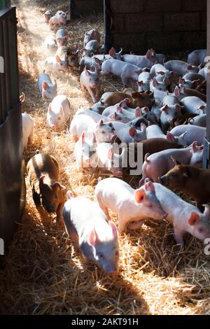 Les porcelets à un assuré la RSPCA haute ferme bien-être accrédités. Norwich. United Kingdom. Banque D'Images