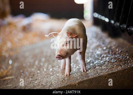 Les porcelets à un assuré la RSPCA haute ferme bien-être accrédités. Norwich. United Kingdom. Banque D'Images