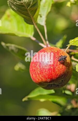 Blowfly assis sur la pomme rouge (Pyrus malus) sur le pommier au soleil, Mecklembourg-Poméranie occidentale, Allemagne Banque D'Images