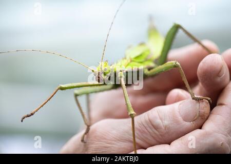 Dresde, Allemagne. 10 janvier, 2020. Lohnitz Olaf, détenteur d'animaux au zoo de Dresde, est titulaire d'une nymphe (jungle ghost géant insecte) à l'occasion de l'inventaire annuel, au zoo. Comme chaque année, le zoo est préoccupé avec beaucoup de chiffres après la fin de l'année, lorsque l'ensemble de la population animale est précisément enregistrés et documentés. Credit : Sebastian Kahnert/dpa-Zentralbild/ZB/dpa/Alamy Live News Banque D'Images