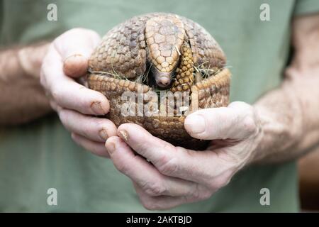 Dresde, Allemagne. 10 janvier, 2020. Lohnitz Olaf, détenteur d'animaux au zoo de Dresde, est titulaire d'un tatou à l'occasion de l'inventaire annuel, au zoo. Comme chaque année, le zoo est préoccupé avec beaucoup de chiffres après la fin de l'année, lorsque l'ensemble de la population animale est précisément enregistrés et documentés. Credit : Sebastian Kahnert/dpa-Zentralbild/ZB/dpa/Alamy Live News Banque D'Images
