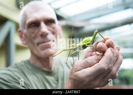 Dresde, Allemagne. 10 janvier, 2020. Lohnitz Olaf, détenteur d'animaux au zoo de Dresde, est titulaire d'une nymphe (jungle ghost géant insecte) à l'occasion de l'inventaire annuel, au zoo. Comme chaque année, le zoo est préoccupé avec beaucoup de chiffres après la fin de l'année, lorsque l'ensemble de la population animale est précisément enregistrés et documentés. Credit : Sebastian Kahnert/dpa-Zentralbild/ZB/dpa/Alamy Live News Banque D'Images