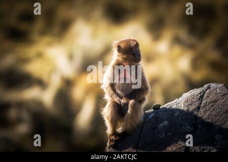 Le singe Gélada juvénile (Theropithecus gelada), Parc National des montagnes du Simien, Ethiopie Banque D'Images