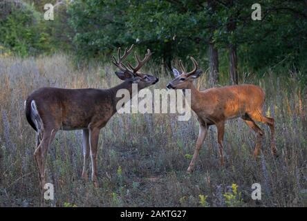 Le cerf d'argent chaque message d'autres sur un matin tôt avec ses bois de velours en été au Canada Banque D'Images