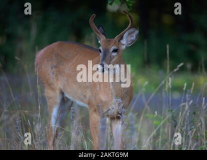 White-tailed deer buck tôt le matin la lumière avec ses bois de velours en été au Canada Banque D'Images