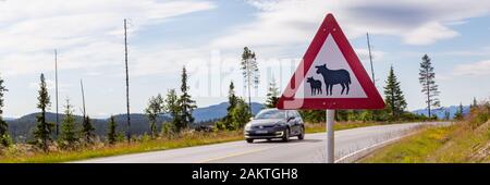 Panneau d'avertissement de la circulation des moutons le long de la route en Norvège. Méfiez-vous des moutons ! Banque D'Images