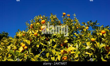 Haut d'un arbre orange plein d'oranges mûres Banque D'Images