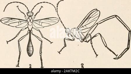 L'entomologie pour les débutants ; pour l'utilisation de jeunes gens, fruitgrowers, les agriculteurs et les jardiniers ; . 215 sapin. -Parasitecanker-ver. 170 l'ENTOMOLOGIE. Famille Chrysididae.- Dans l'espèce de ce groupe intéressant, là. Banque D'Images