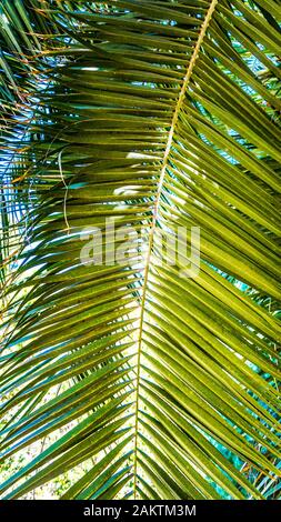 Feuilles de palmier Banque D'Images