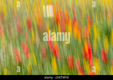 Fleurs fleuries au printemps déplacé par le vent dans un champ près d'Alentejo. Portugal, Europe. Banque D'Images