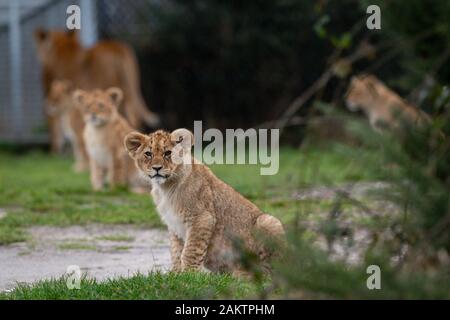 L'un des sept nouveaux des lionceaux dans leur enceinte à l'West Midlands Safari Park de Kidderminster, Worcestershire. Banque D'Images