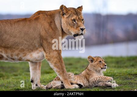 L'un des sept nouveaux des lionceaux dans leur enceinte à l'West Midlands Safari Park de Kidderminster, Worcestershire. Banque D'Images