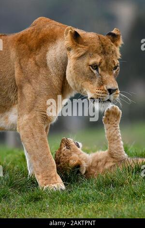 L'un des sept nouveaux des lionceaux dans leur enceinte à l'West Midlands Safari Park de Kidderminster, Worcestershire. Banque D'Images