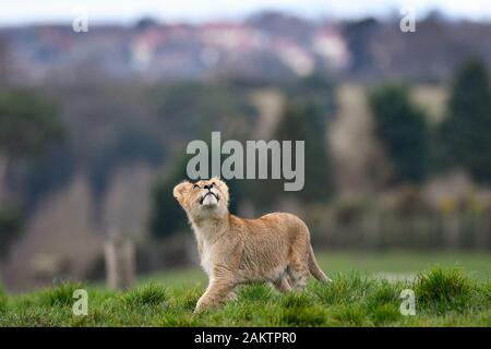 L'un des sept nouveaux des lionceaux dans leur enceinte à l'West Midlands Safari Park de Kidderminster, Worcestershire. Banque D'Images