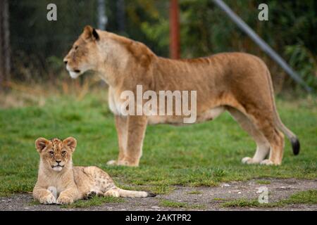 L'un des sept nouveaux des lionceaux dans leur enceinte à l'West Midlands Safari Park de Kidderminster, Worcestershire. Banque D'Images