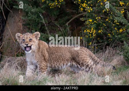 L'un des sept nouveaux des lionceaux dans leur enceinte à l'West Midlands Safari Park de Kidderminster, Worcestershire. Banque D'Images