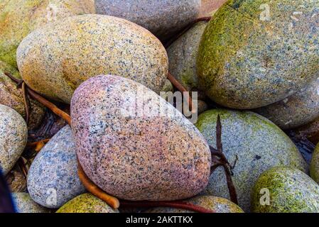 La partie supérieure de la 'Dinosaur Egg' plage de Porth Nanven, St Just, Cornwall est composé de grandes zones rocheuses. Banque D'Images