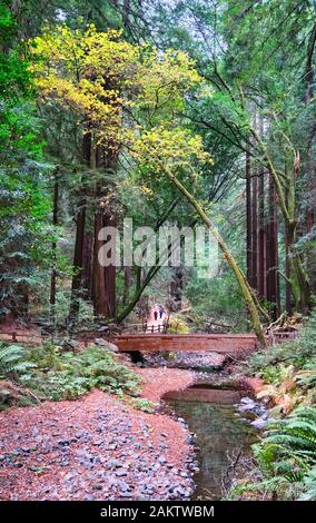Cours d'eau par Redwood Forest Banque D'Images