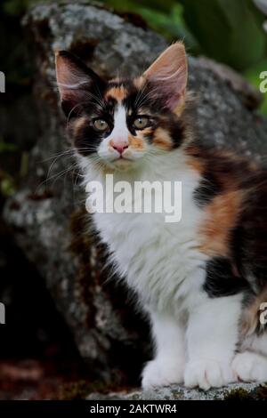 Une belle femelle de chat de forêt norvégienne assis dans le jardin sur une pierre Banque D'Images