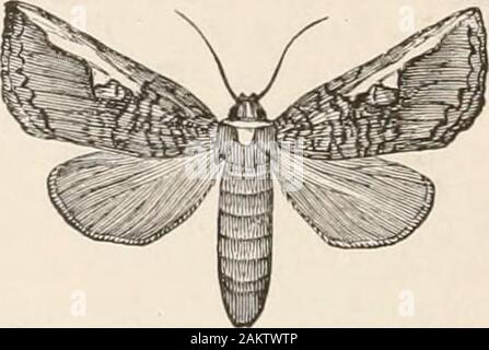 L'entomologie pour les débutants ; pour l'utilisation de jeunes gens, fruitgrowers, les agriculteurs et les jardiniers ; . FIG. 192.-Nerice bidentata. Nat. taille. FIG. 193.- L'oedème albifrons. Nat. taille. Ceux-ci sont remplacés par le Cochlidue scaphaHarris Limacodes, dont la plus connue est la forme. Ce groupe est suivi par le Banque D'Images