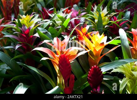 Fleurs rouges et oranges de la Bromelia de Guzmania avec des feuilles vertes. Fleurs multicolores Guzmania monostachia dans la serre Banque D'Images