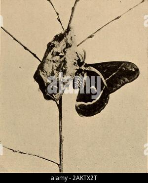 Biographies de la nature ; la vie de certains tous les jours les papillons ; papillons ; les sauterelles et les mouches . Fk ;. 113. - Feuilles de chêne cousaient ensemble par (chenilles. Sujets dans au moins un jour avant que vous souhaitez photographthem, et à les encercler avec comme conditionsas naturel possible. Ainsi, ils deviennent ainsi utilisé à l'newenvironment qu'ils vont rester tranquille lorsque vous makethe exposition. De bonnes photos d'relatedinsects katydids et peut être souvent obtenus de cette façon. Quelques 118- ? ? ? ?Hi ? ? ? MmmM la caméra et l'entomologiste. fois sur varioussorts claysyou trouverez des pluies de guêpes. andbees quietlyunder le repos Banque D'Images