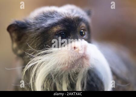 Dresde, Allemagne. 10 janvier, 2020. Un empereur tamarin moustachu assis dans son boîtier. Comme chaque année, le zoo est préoccupé avec beaucoup de chiffres après la fin de l'année, lorsque l'ensemble de la population animale est précisément enregistrés et documentés. Credit : Sebastian Kahnert/dpa-Zentralbild/dpa/Alamy Live News Banque D'Images