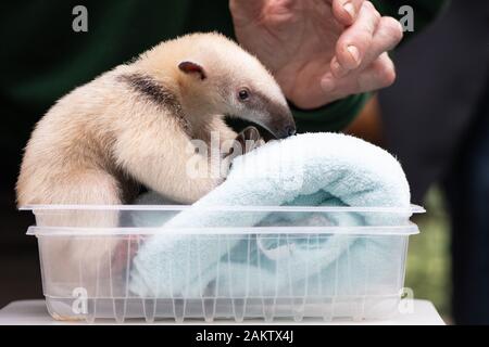 Dresde, Allemagne. 10 janvier, 2020. Lohnitz Olaf, détenteur d'animaux au zoo de Dresde, met un Tamandua cub (petit tamanoir) sur une échelle à l'occasion de l'inventaire annuel, au zoo. Comme chaque année, le zoo est préoccupé avec beaucoup de chiffres après la fin de l'année, lorsque l'ensemble de la population animale est précisément enregistrés et documentés. Credit : Sebastian Kahnert/dpa-Zentralbild/dpa/Alamy Live News Banque D'Images