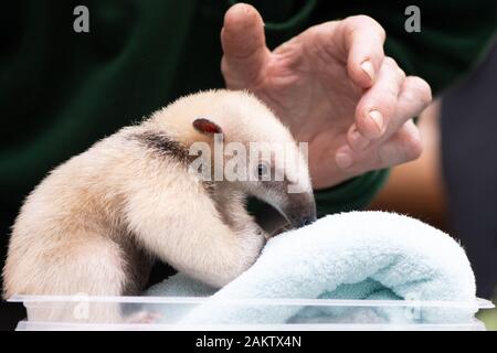 Dresde, Allemagne. 10 janvier, 2020. Lohnitz Olaf, détenteur d'animaux au zoo de Dresde, met un Tamandua cub (petit tamanoir) sur une échelle à l'occasion de l'inventaire annuel, au zoo. Comme chaque année, le zoo est préoccupé avec beaucoup de chiffres après la fin de l'année, lorsque l'ensemble de la population animale est précisément enregistrés et documentés. Credit : Sebastian Kahnert/dpa-Zentralbild/dpa/Alamy Live News Banque D'Images