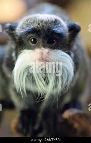 Dresde, Allemagne. 10 janvier, 2020. Un empereur tamarin moustachu assis dans son boîtier. Comme chaque année, le zoo est préoccupé avec beaucoup de chiffres après la fin de l'année, lorsque l'ensemble de la population animale est précisément enregistrés et documentés. Credit : Sebastian Kahnert/dpa-Zentralbild/dpa/Alamy Live News Banque D'Images
