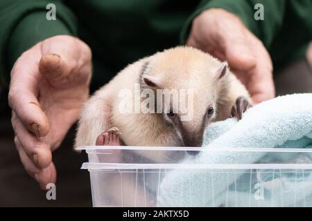 Dresde, Allemagne. 10 janvier, 2020. Lohnitz Olaf, détenteur d'animaux au zoo de Dresde, met un Tamandua cub (petit tamanoir) sur une échelle à l'occasion de l'inventaire annuel, au zoo. Comme chaque année, le zoo est préoccupé avec beaucoup de chiffres après la fin de l'année, lorsque l'ensemble de la population animale est précisément enregistrés et documentés. Credit : Sebastian Kahnert/dpa-Zentralbild/dpa/Alamy Live News Banque D'Images