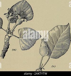 [Culture] Fruits . ft) X. Fig. 18 Comme pratiquement toutes les larves de la première génération d'codlingmoths entre le jeune fruit en mangeant dans l'extrémité apicale,ou calice, de l'Apple, il a été constaté que le plus effectiveway pour tuer les jeunes larves est de placer du poison dans le calice de ravageurs et Apple 34 § youiig BLESSURES G les pommes. Comme le calice de la pomme ferme environ10 jours après les fleurs faU, il est nécessaire de rendre le firstspraying alors que le calice de la jeune apple est ouvert comme shownin Fig. 18 (a). Il est difficile, bien que possible, d'obliger un sprayinto un calice dans l'état montré i Banque D'Images