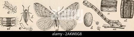 L'entomologie pour les débutants ; pour l'utilisation de jeunes gens, fruitgrowers, les agriculteurs et les jardiniers ; . La FIQ. 188.-Printemps sauterelles, un mâle, espèce d'ailes ; 6, femme, naturalsize ; b, œuf, larve ; un ; C, Côté, rf, haut, d'un segment.-Après Riley. Le pupse sont plutôt doux et mince, soit brun pâle et 154 l'ENTOMOLOGIE. Banque D'Images