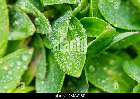 La pluie d'eau chute sur les feuilles de l'usine 'alstroemeria inticancha Sunshine' en hiver, Angleterre, Royaume-Uni Banque D'Images