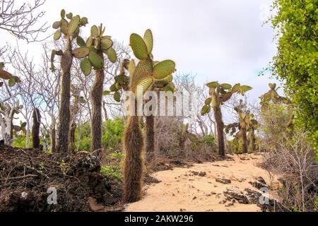 Marchez à travers les arbres de cactus de la poire Giant sur l'île de Santa Cruz, Galapagos Banque D'Images