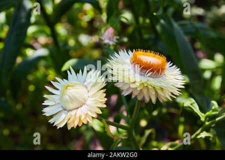 Helichrysum (fleur de paille) en plein air. (Helicrysum bracteatum) Banque D'Images