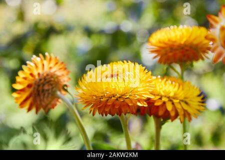 Helichrysum (fleur de paille) en plein air. (Helicrysum bracteatum) Banque D'Images