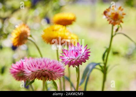 Helichrysum (fleur de paille) en plein air. (Helicrysum bracteatum) Banque D'Images