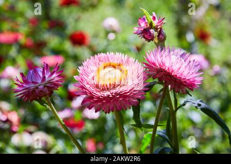 Helichrysum (fleur de paille) en plein air. (Helicrysum bracteatum) Banque D'Images