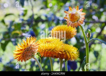 Helichrysum (fleur de paille) en plein air. (Helicrysum bracteatum) Banque D'Images