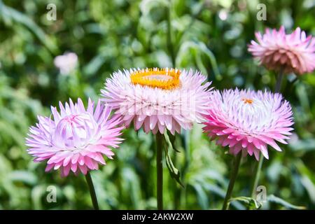 Helichrysum (fleur de paille) en plein air. (Helicrysum bracteatum) Banque D'Images