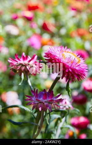 Helichrysum (fleur de paille) en plein air. (Helicrysum bracteatum) Banque D'Images