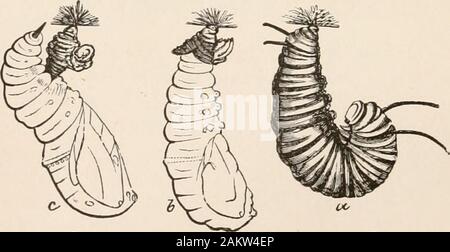 L'entomologie pour les débutants ; pour l'utilisation de jeunes gens, fruitgrowers, les agriculteurs et les jardiniers ; . Banque D'Images