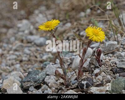 Gros plan sur les fleurs d'un pied de lit, Tussilago farfara Banque D'Images