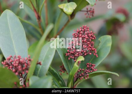 Skimmia est une belle plante qui donne des fleurs en hiver et au printemps. Il est également utilisé pour Noël. Banque D'Images