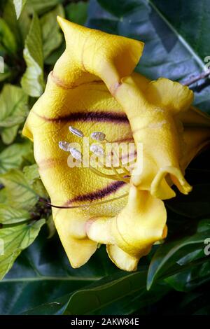 Blüte des Goldkelch ( Solandra maxima) , Mellieha, Malte Banque D'Images